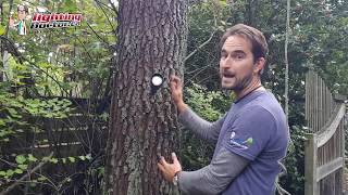 Landscape Lighting  How to Install Tree Down Lighting [upl. by Ramu]