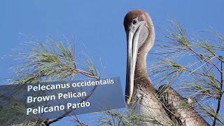 PELÍCANO PARDO Brown Pelican Pelecanus occidentalis occidentalis Puerto Rico [upl. by Lorelle842]