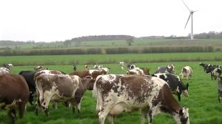 Acorn Dairy Cows Enjoy Turnout 2014 a happy herd [upl. by Gustavus]