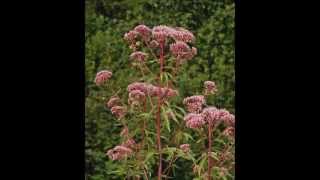 Eupatorium cannabinum [upl. by Dnamron]