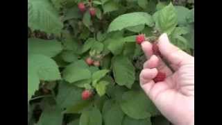 Raspberry Picking Technique and Guidelines [upl. by Airamesor]