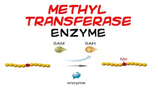 Methyltransferase enzyme [upl. by Marguerita]