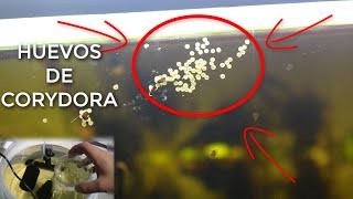 Qué hacer si tus peces ponen huevos Criadero Casero Para Peces  AquaTips [upl. by Nnylarej]