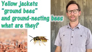 what is the difference between yellow jackets quotground beesquot and ground nesting bees [upl. by Araiet621]