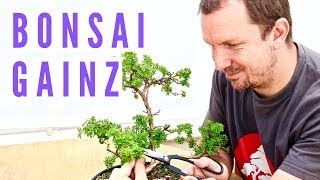 Nursery Stock Potentilla Bonsai Development and Bonsai Updates Spring 2019 [upl. by Lizned]