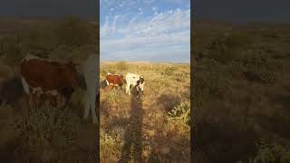 Longhorn Cattle in Arizona [upl. by Oilasor]