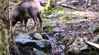 Rencontre avec des Isards dans les Pyrénées [upl. by Willner]