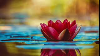 WATER LILY AMAZING FACTS [upl. by Maxantia]