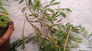 How to grow powder puff plants by cutting [upl. by Aiekam694]