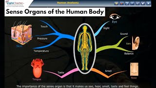 Sense Organs of the Human Body  Human Sense Organs Digital Teacher  Part 3 [upl. by Rutherford]