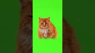 Cat green screen newtemplate animation besttemplate games loveart [upl. by Tiphani]