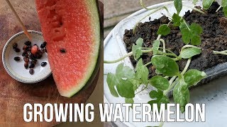 How To Grow Watermelon From Seed At Home [upl. by Acimot]