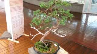 Bonsái Cipres Común 28 Años De Edad Bonsai Cupressus Sepervirens [upl. by Abell904]