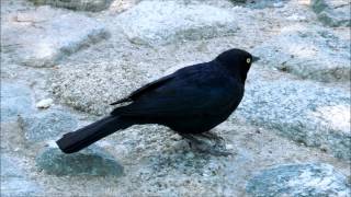 Brewers Blackbird Eats Bread Crumbs and Bird Seed in Temecula California [upl. by Amairam]