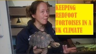 Caring for a tropical redfoot tortoise adults in the UK South American Jungle pets [upl. by Cence681]