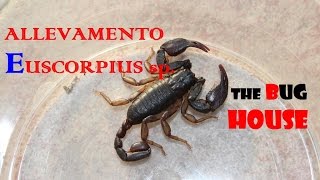 Allevamento Euscorpius sp Scorpione italiano [upl. by Henarat]