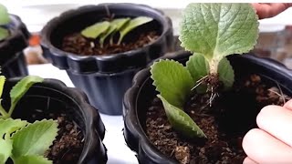 Cuban Oregano  Wild Marjoram Plant Propagation by Leaf Cuttings in Soil [upl. by Adnohsal]