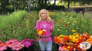 How To Successfully Harvest Zinnias  1818 Farms [upl. by Hudis961]