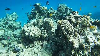 Titanic beach hurghada snorkeling [upl. by Komara210]