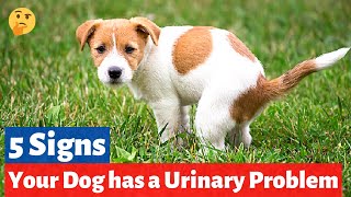 5 Signs that your Dog has a Urinary Problem  How to Spot Urinary Problems in your Dog [upl. by Tirma]