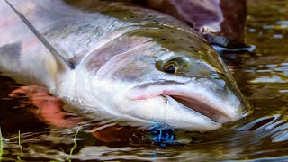 quotSwinging for steelheadquot  Fly Fishing for coastal Steelhead by Todd Moen [upl. by Yeldar]