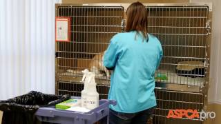 Shelter Medicine Spot Cleaning For Cat Kennels [upl. by Gibson]