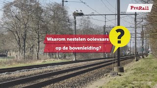 Waarom nestelen ooievaars op de bovenleiding  FAQ [upl. by Airrat367]