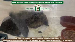 Peak orphaned rescued hoglet season was in July this year  Hornbeam Wood Hedgehog Sanctuary [upl. by Winton]