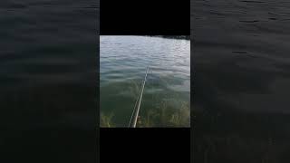 Massive Bass Otisco Lake Pitching [upl. by Nylireg]