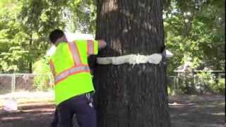 Preventing cankerworms How to band a tree [upl. by Nref]