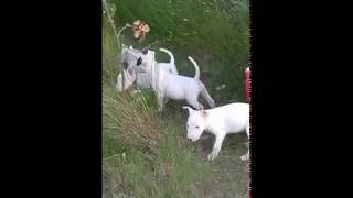 English Bull Terrier Puppies For Sale [upl. by Katuscha]