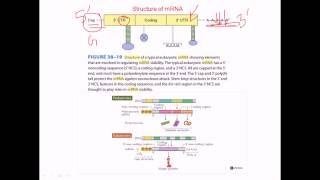 Structure of mRNA [upl. by Zemaj914]