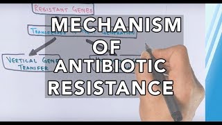 Mechanism of Antibiotic Resistance [upl. by Aled]