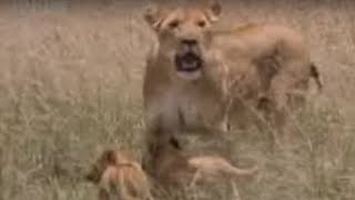 Lion Feeds Her Adorable Cubs A Warthog Snack  BBC Wildlife [upl. by Llenrev]