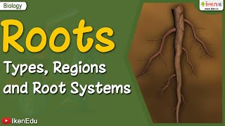 Roots Types Regions Root Systems  Biology  iKen  iKenEdu  iKenApp [upl. by Ninos]