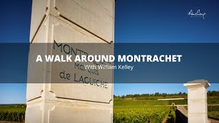 A walk around Montrachet with William Kelley [upl. by Obed]