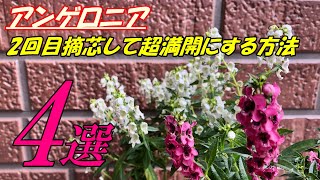 【花】アンゲロニアの育て方・２回目摘芯 [upl. by Arreis]