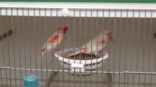 Canary Breeding Red mosaic 2018 Part 1 A [upl. by Joselow]