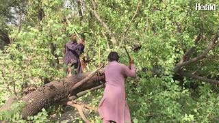 Deforestation in Pakistan [upl. by Anitsua]