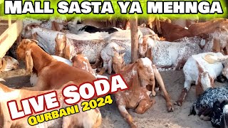 Maal Sasta Yha Mehnga  Rajanpuri Bakre  Kitne ka Liya  Qurbani 2024 [upl. by Gurango]