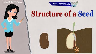 5Day Observation of Monocot and Dicot Seeds  Seed Germination Science Experiment [upl. by Hanna52]