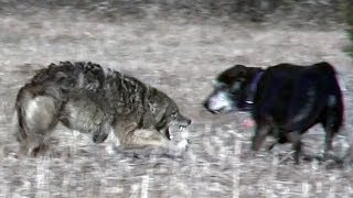 Coyote attacks unleashed pet dog [upl. by Gowrie]