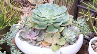 Plant A Succulent Dish Garden [upl. by Ahtnahc]