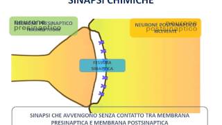 4 Il neurone  le sinapsi [upl. by Winikka]