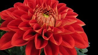 Blooming Dahlia Flowers Timelapse [upl. by Siram]