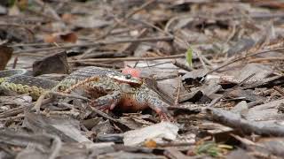 Garter Snake Attacking Frog Part 7 [upl. by Weitman355]