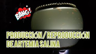 COMO CRIAR  REPRODUCIR ARTEMIA SALINA [upl. by Liahcim]