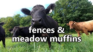 fences amp meadow muffins how we strip graze our Dexter cattle [upl. by Annaed]