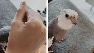 Parrot Plays PeekABoo With Owner [upl. by Claudio]