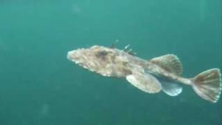 Freediving with Monkfish [upl. by Salakcin]